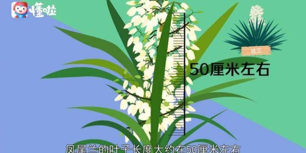 阿贾克斯青年军惊艳，欧冠淘汰赛淘汰皇马